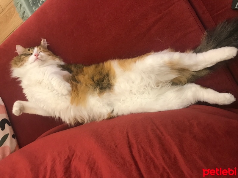 Tekir Kedi, Kedi  Mümü fotoğrafı