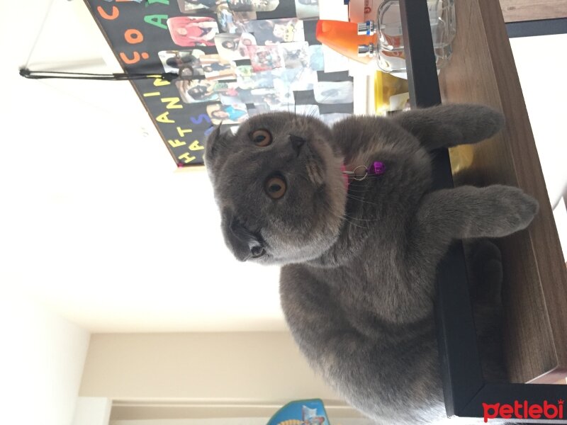 Scottish Fold, Kedi  Badem fotoğrafı