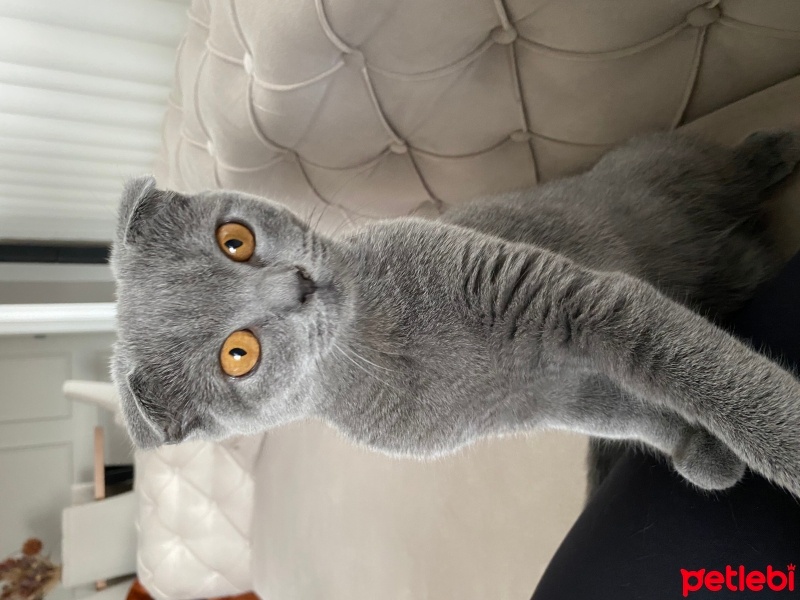 Scottish Fold, Kedi  Sushi fotoğrafı