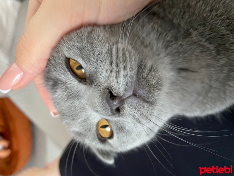 Scottish Fold, Kedi  Sushi fotoğrafı