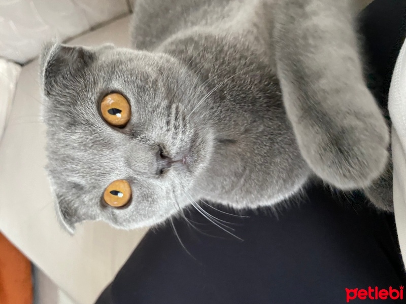 Scottish Fold, Kedi  Sushi fotoğrafı