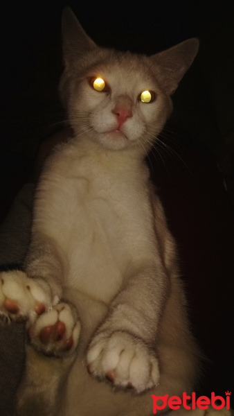 İran Kedisi (Persian), Kedi  Şükrü fotoğrafı