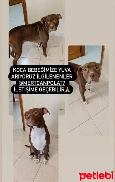 Amerikan Pitbull Terrier, Köpek  Mila fotoğrafı