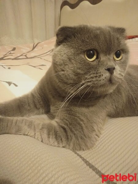 Scottish Fold, Kedi  Paşa fotoğrafı