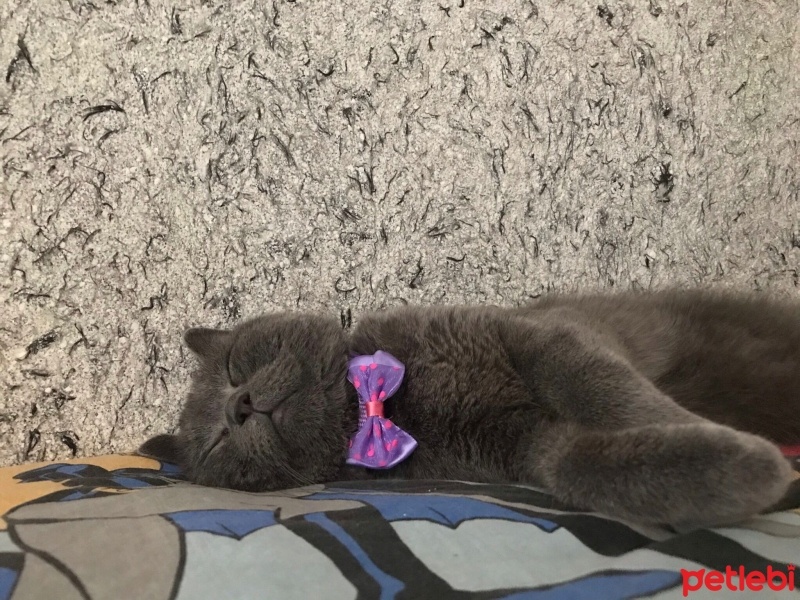 British Shorthair, Kedi  Bihter fotoğrafı