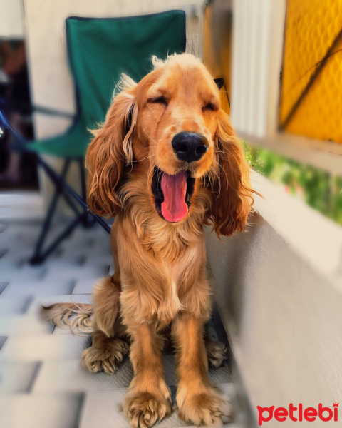 İngiliz Cocker Spaniel, Köpek  coffee fotoğrafı