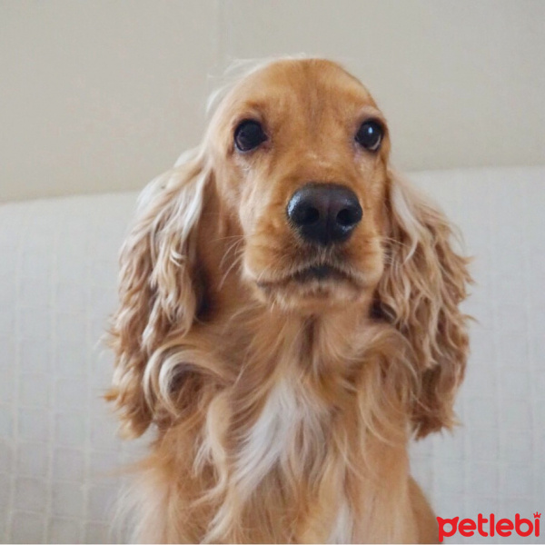 İngiliz Cocker Spaniel, Köpek  coffee fotoğrafı