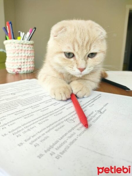 Scottish Fold, Kedi  Sezar fotoğrafı