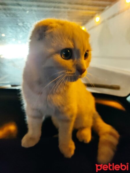 Scottish Fold, Kedi  Sezar fotoğrafı