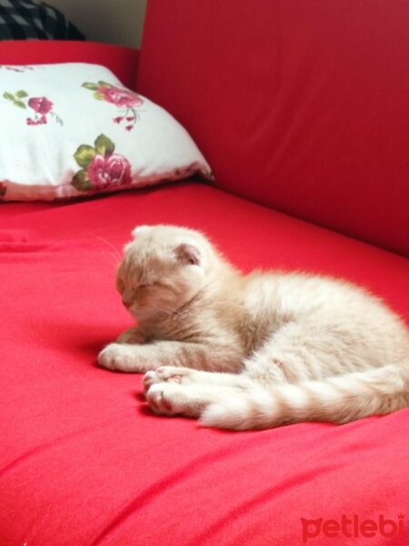 Scottish Fold, Kedi  Sezar fotoğrafı