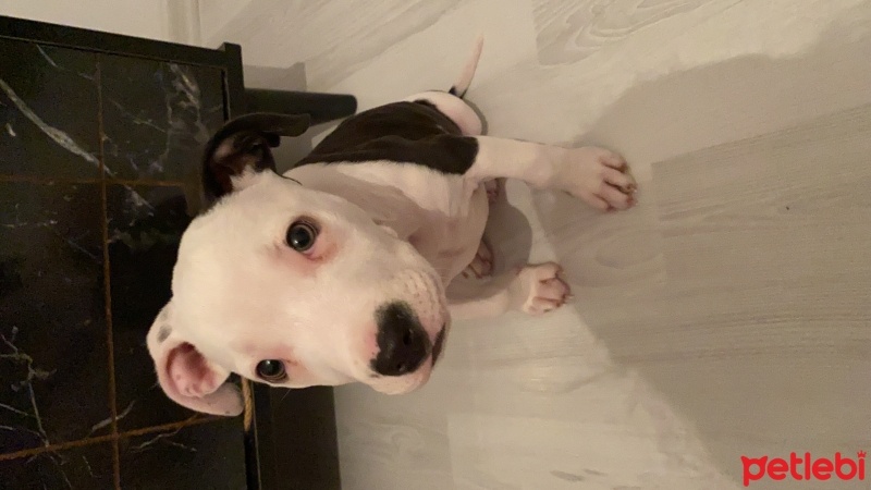 Amerikan Staffordshire Terrier, Köpek  Hera fotoğrafı