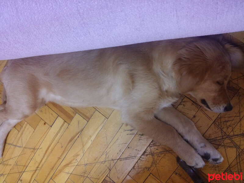 Golden Retriever, Köpek  hera fotoğrafı