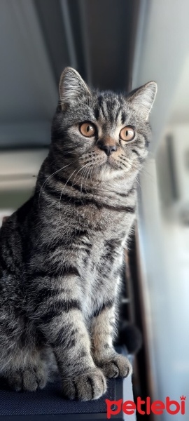 British Shorthair, Kedi  Tosun fotoğrafı