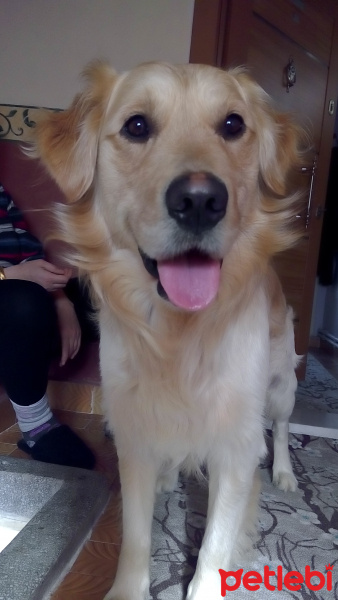 Golden Retriever, Köpek  Rüzgar fotoğrafı