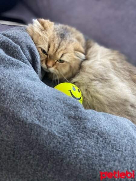 Scottish Fold, Kedi  Mia fotoğrafı