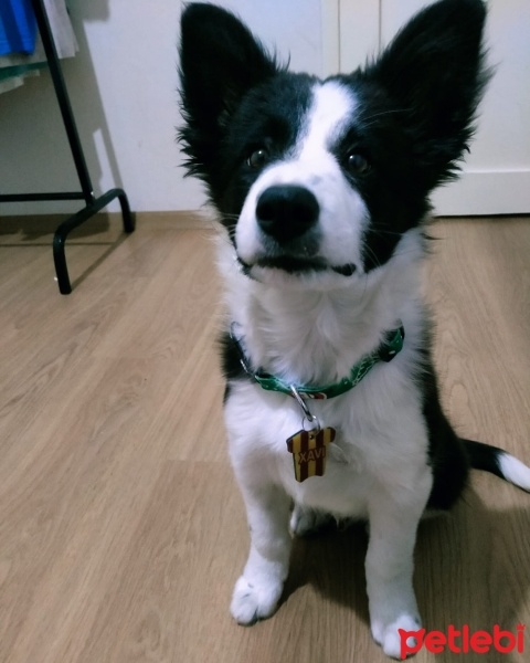 Border Collie, Köpek  XAVI fotoğrafı