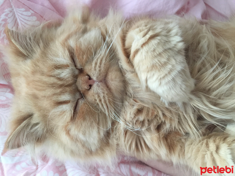 İran Kedisi (Persian), Kedi  Leo fotoğrafı