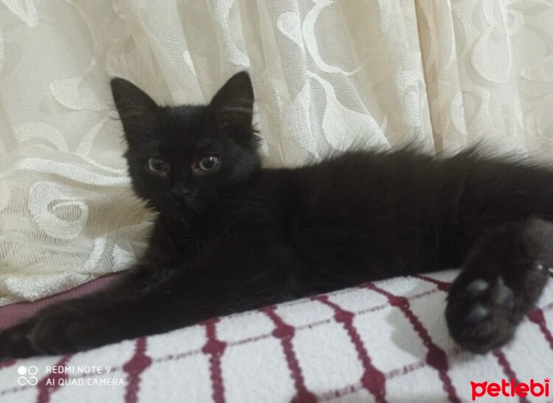 Tekir Kedi, Kedi  Zeytin fotoğrafı
