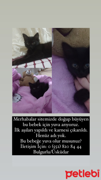 Tekir Kedi, Kedi  Zeytin fotoğrafı