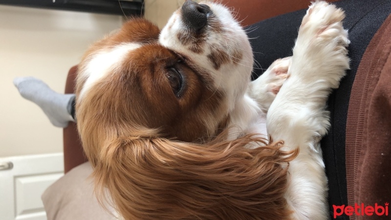 Cavalier King Charles Spanieli, Köpek  Rayli fotoğrafı