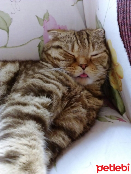 Scottish Fold, Kedi  MINCIR fotoğrafı