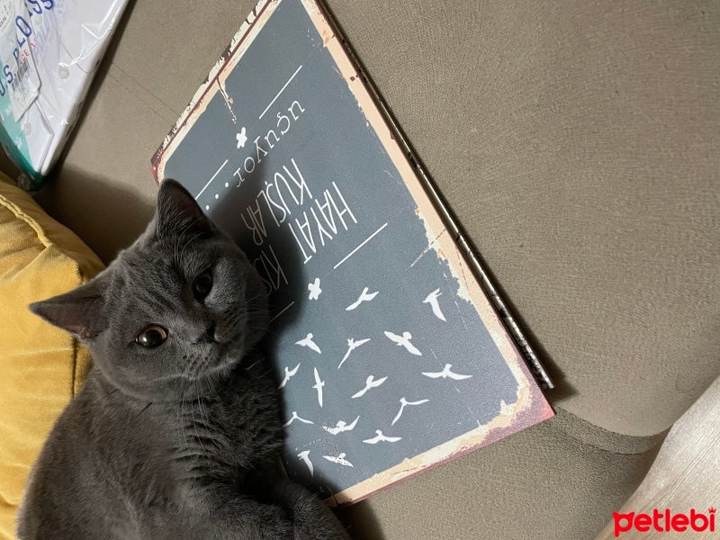 British Shorthair, Kedi  Zeus fotoğrafı