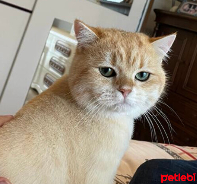 British Shorthair, Kedi  Köpük fotoğrafı