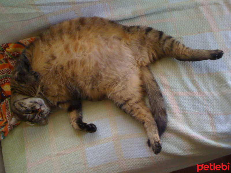 Tekir Kedi, Kedi  Dilber fotoğrafı