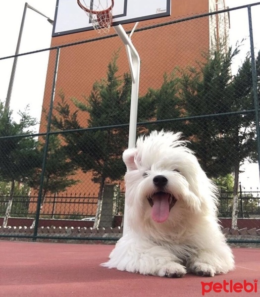 Maltese, Köpek  Aşk fotoğrafı