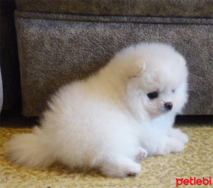 Pomeranyalı, Köpek  lidya fotoğrafı