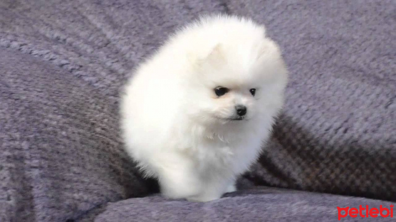 Pomeranyalı, Köpek  lidya fotoğrafı