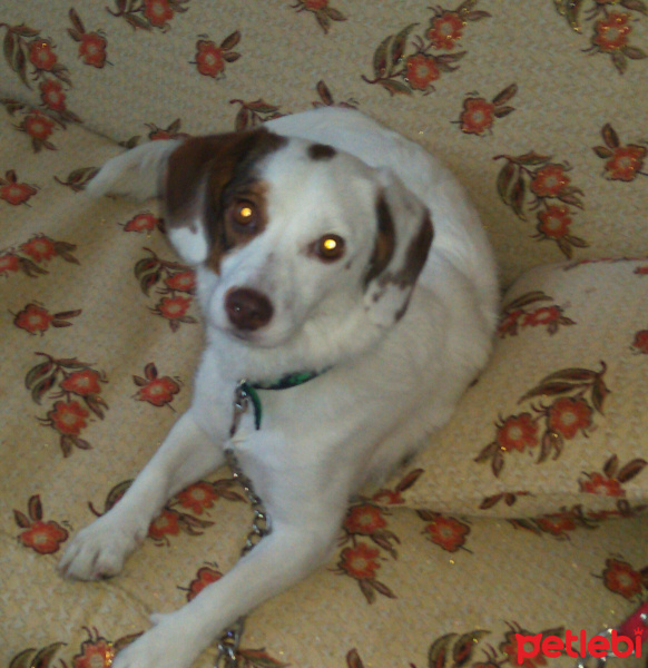 Jack Russell Terrier, Köpek  Gölge  fotoğrafı
