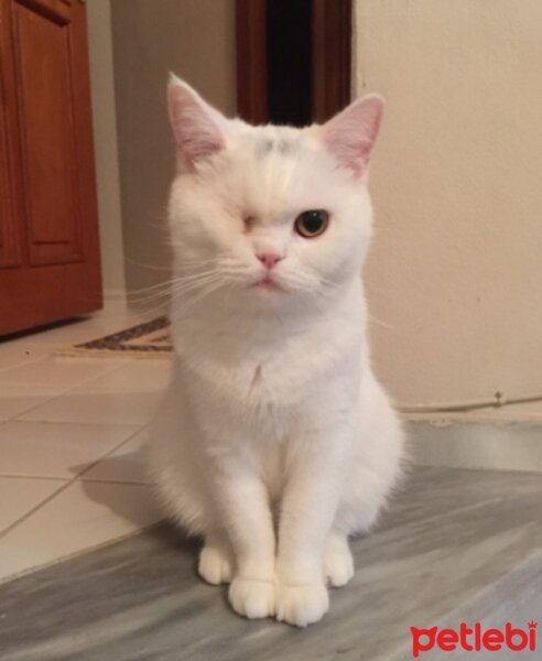 British Shorthair, Kedi  Müezza fotoğrafı