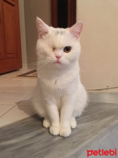 British Shorthair, Kedi  Müezza fotoğrafı