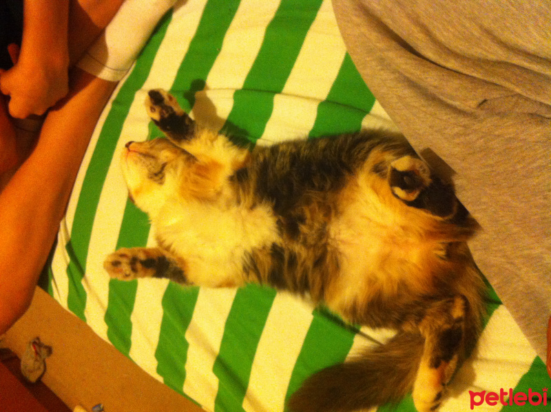 Tekir Kedi, Kedi  Boncuk fotoğrafı