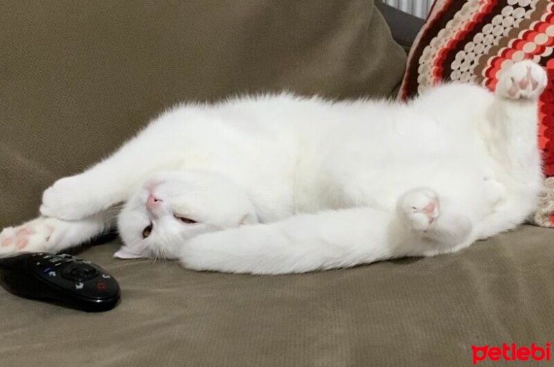 British Shorthair, Kedi  Pamuk fotoğrafı