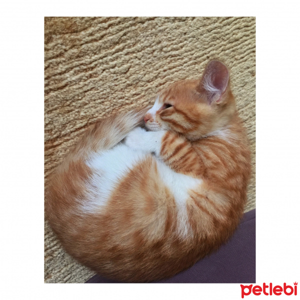 Tekir Kedi, Kedi  Tarçın fotoğrafı