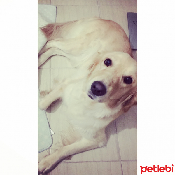 Golden Retriever, Köpek  Medusa fotoğrafı