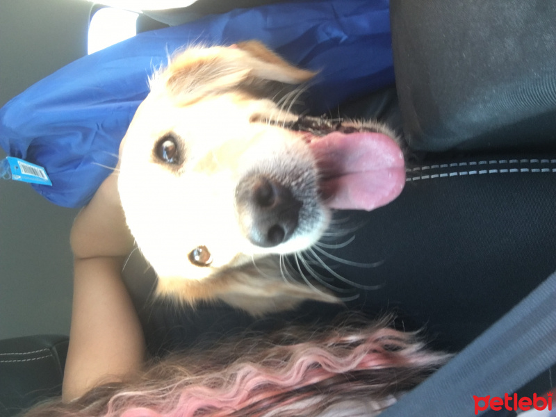 Golden Retriever, Köpek  Medusa fotoğrafı