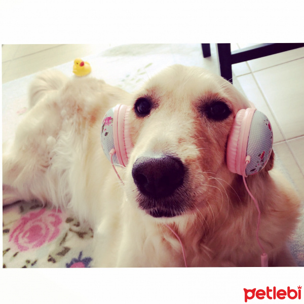 Golden Retriever, Köpek  Medusa fotoğrafı