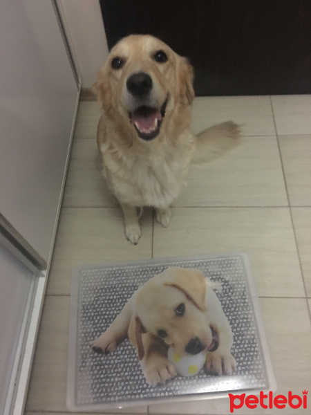 Golden Retriever, Köpek  Medusa fotoğrafı