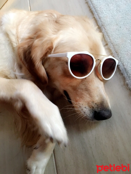 Golden Retriever, Köpek  Medusa fotoğrafı