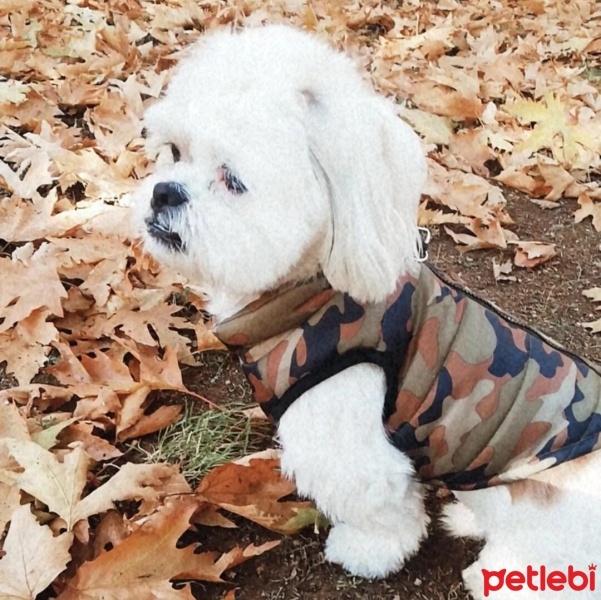 Shih Tzu, Köpek  Bobi fotoğrafı