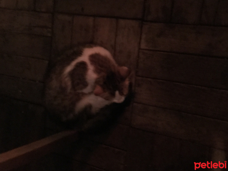 Tekir Kedi, Kedi  Ponçik fotoğrafı
