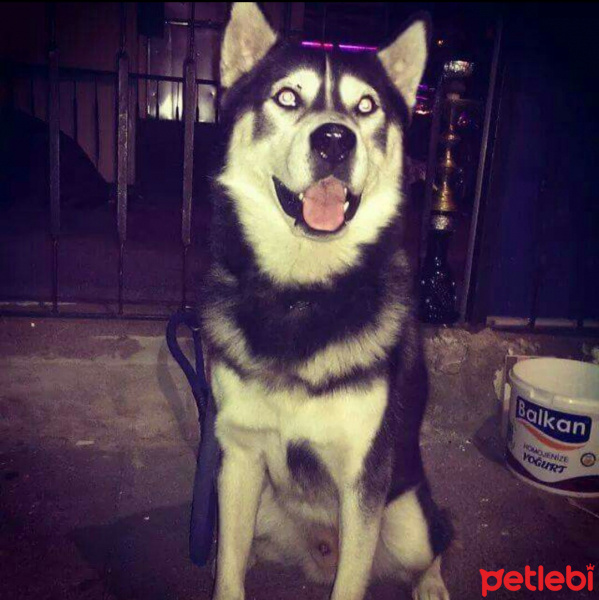 Sibirya Kurdu (Husky), Köpek  Ares fotoğrafı