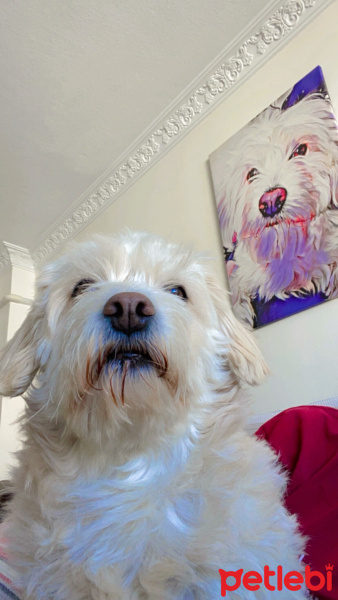 Maltese, Köpek  Bubble fotoğrafı