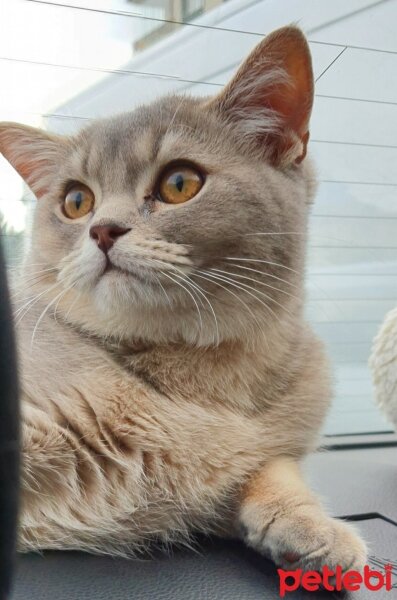 British Shorthair, Kedi  Alex fotoğrafı