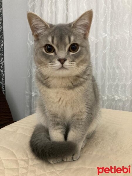 British Shorthair, Kedi  Alex fotoğrafı