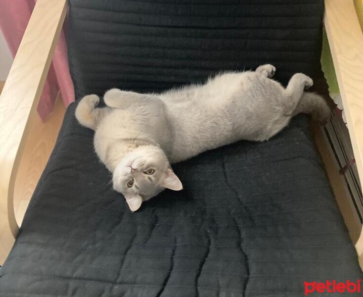 British Shorthair, Kedi  Alex fotoğrafı