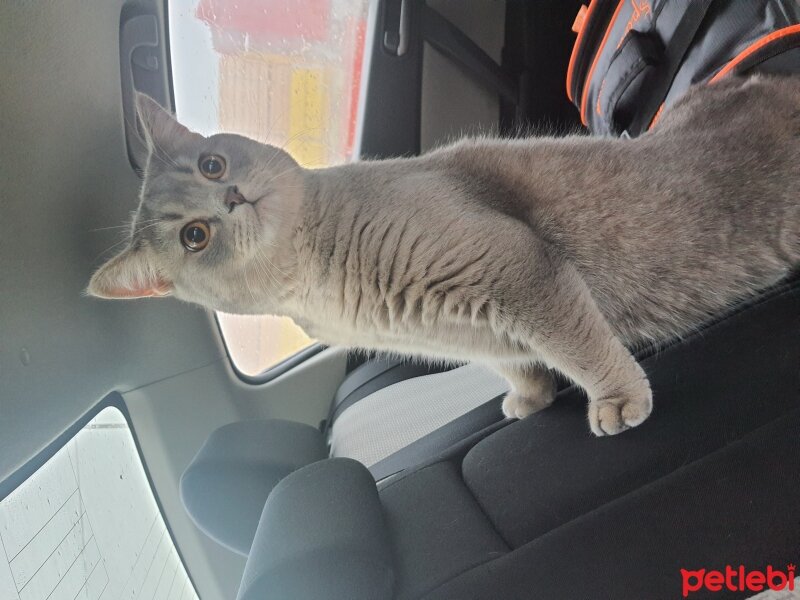 British Shorthair, Kedi  Alex fotoğrafı